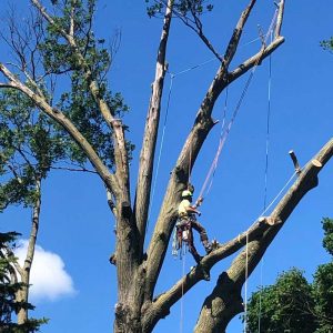 Arbor Way employee scaling a tree