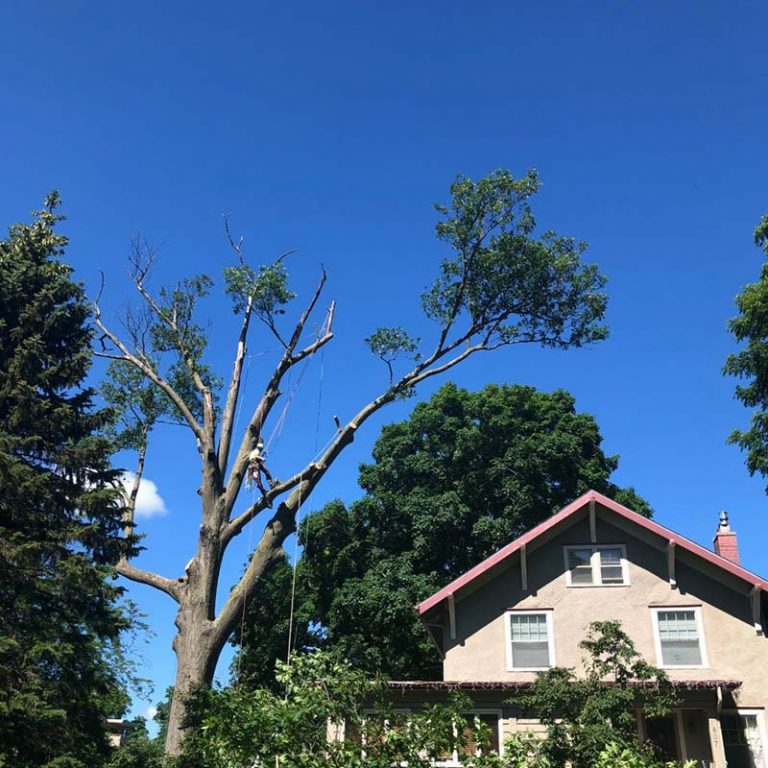 A man climbs a tree in front of a house