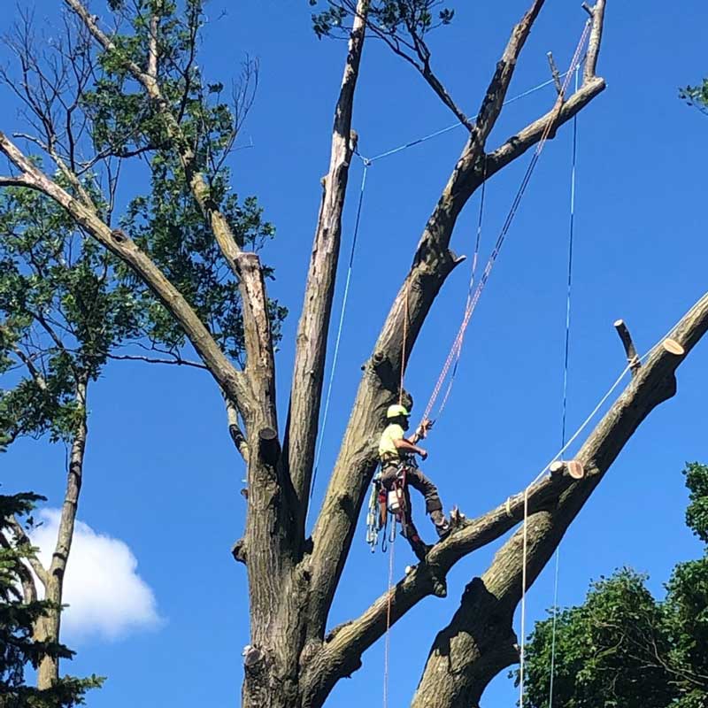 A close-up of a worker climbing a tree