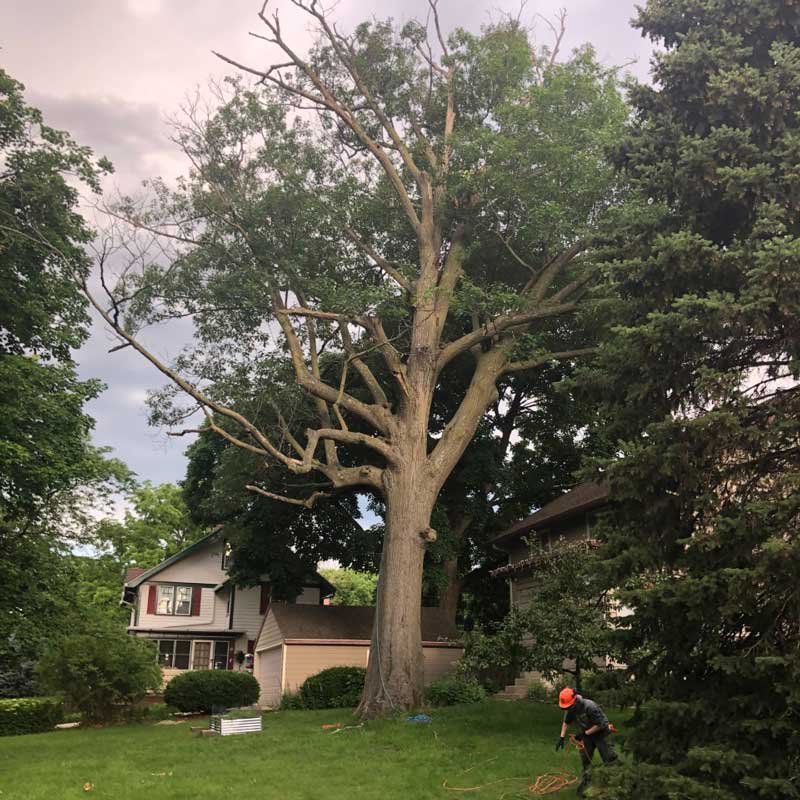 A tree in a backyard