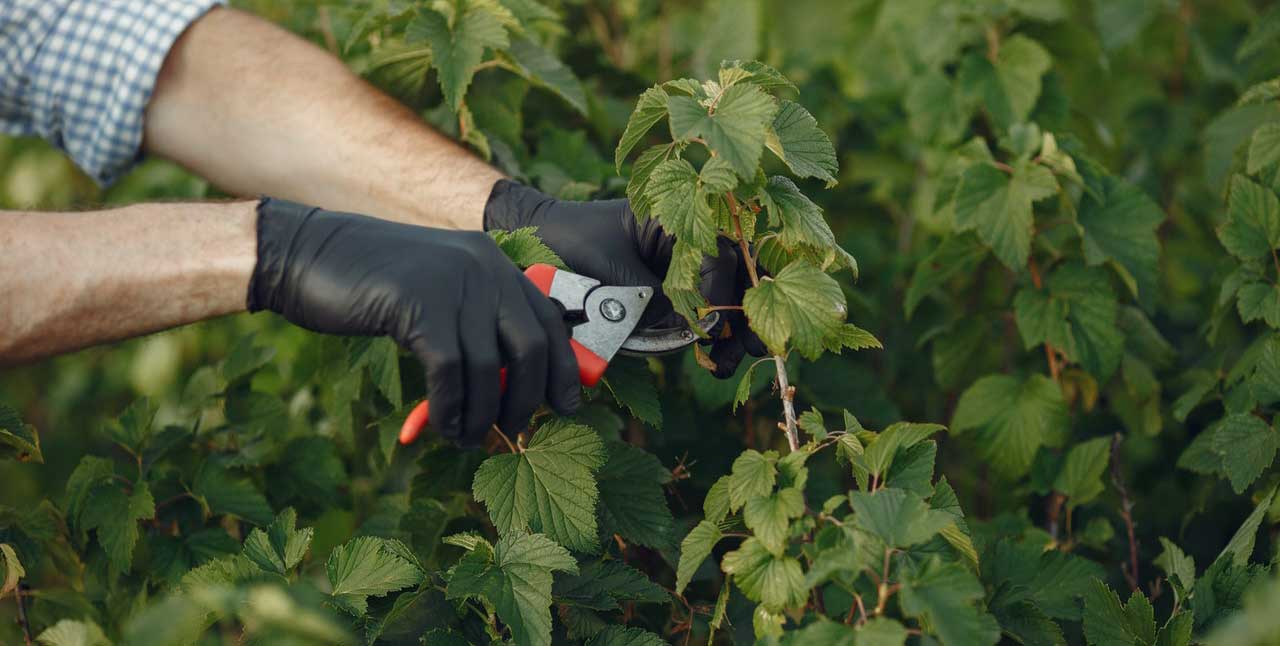 A man pruning an ornamental bush