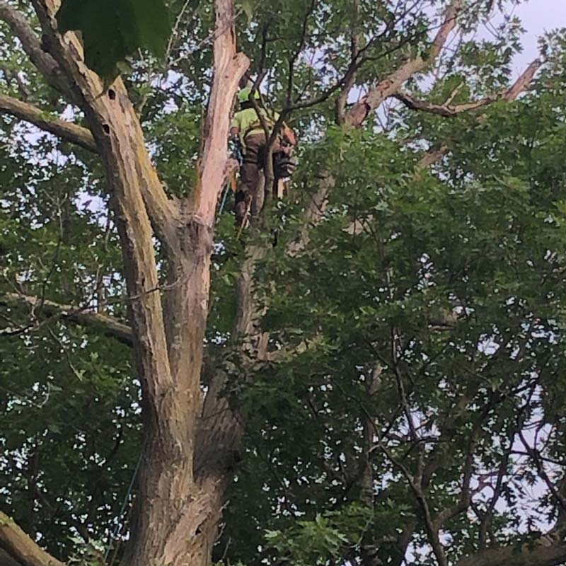 A worker climbing a tree